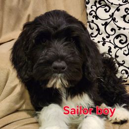 Sailor - Black and white male Portuguese Water Dog puppy in Narvon, Pennsylvania from Prized Family Porties