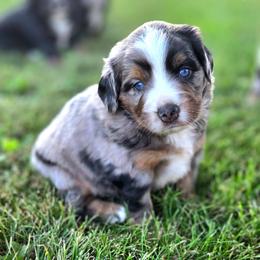 Thelma lou - Blue female Companion Cross puppy in Viking, Minnesota from Son Shine Farm