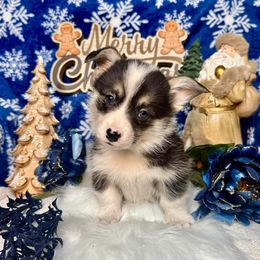 ORANGE Girl - Black and tan female Pembroke Welsh Corgi puppy in Acampo, California from Rees Corgis