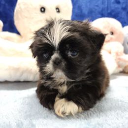 NEKA - Black and white female Shih Tzu puppy in Candler, North Carolina from Pup-Tzu WNC