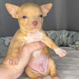 Cream - Cream and white male Chihuahua puppy in Sherwood, Arkansas from Bartelt Breeders