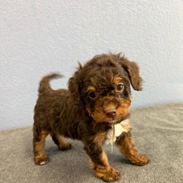 Godiva - Brown female Bernedoodle puppy in Waco, Texas from Doodles of Your Dreams (formerly Texana Doodles)