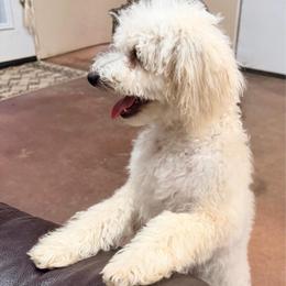 Snickerdoodle - Yellow and white female Bernedoodle puppy in Grandview, Texas from Big Sky Bernedoodles