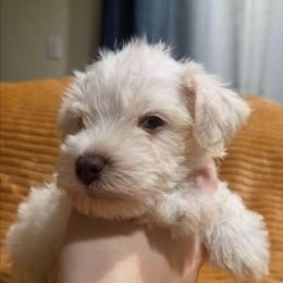 Fraisier - Wheaten male Miniature Schnauzer puppy in Graham, Washington from Olivia's Miniature Schnauzer's