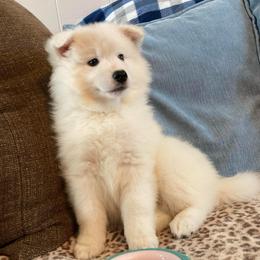 Hartley AKC-UKC - White male American Eskimo Dog puppy in Westwego, Louisiana from Connie's American Eskimo Dogs and Mini Australian Shepherd Dogs
