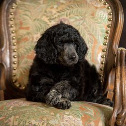 Poodle Puppies from Setting the Standard Poodles