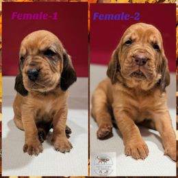 TBD-1st pick pending-1 spot open - Red female Bloodhound puppy in Inman, Nebraska from Sandhill Hounds of Nebraska