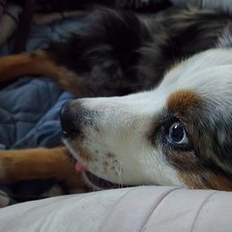 Havanese and Miniature Australian Shepherds from Fredrickson Farm's Miniature Australian Shepherds and Havanese