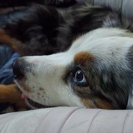 Havanese and Miniature Australian Shepherds from Fredrickson Farm's Miniature Australian Shepherds and Havanese