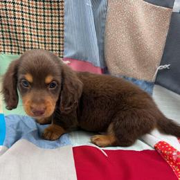 Billy, CKC - Chocolate and tan male Dachshund puppy in Pollok, Texas from Magnolia Kennels
