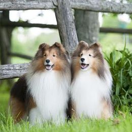 Shetland Sheepdogs from Oyez Shetland Sheepdogs