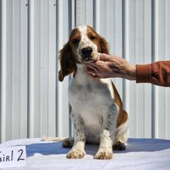 Welsh Springer Spaniel Puppies from Gualtieri's Welsh Springer Spaniels