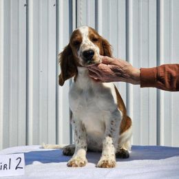 Welsh Springer Spaniel Puppies from Gualtieri's Welsh Springer Spaniels
