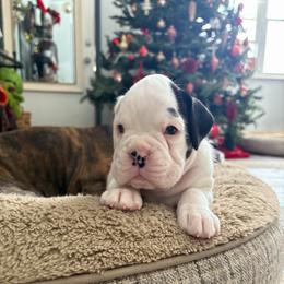 Girl 1 Fantasy From Tripillya - White female Boxer puppy in Lebanon, Ohio from Kennel From Tripillya