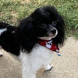 Max - Poodle
