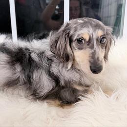 Bluey neutered fully vaccinated - Dapple male Dachshund puppy in Richmond, Virginia from Irresistible Dachshunds & Cavaliers