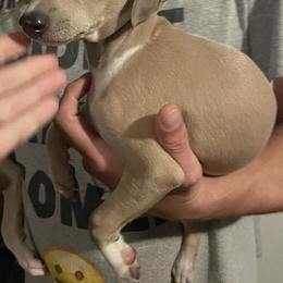 Italian Greyhound Puppies from F&M Italian Greyhounds