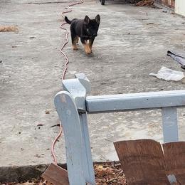 German Shepherd and Goldendoodle Puppies from The Greyline Dogs