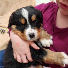 Girl 2 - Black tan and white Bernese Mountain Dog puppy in Earlham, Iowa from Summer's Berners