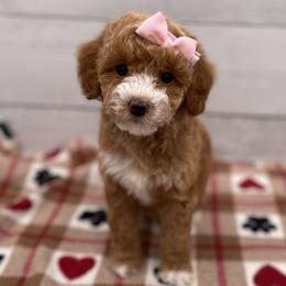 Pearl - Red  female Goldendoodle puppy in Kansas City, Kansas from Bella & Ivy’s Mini Goldendoodles of KC