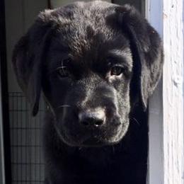 Labrador Retriever Puppies from Lorlyn Labradors