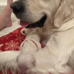 Girl 2 - Light golden female Golden Retriever puppy in East Hartford, Connecticut from Cherry Hollow Goldens