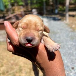 Sunny - Yellow female Labrador Retriever puppy in Carthage, North Carolina from Wicked Pines Retrievers
