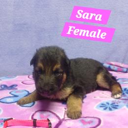 Sarah Pink Collar - Black and red female German Shepherd puppy in Bedias, Texas from TiPi S Ranch's German Shepherds
