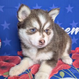 Ember - 1500 - Red and white female Pomsky puppy in Spring Hill, Florida from www.PuppyTimeEmporium.com