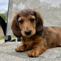 Rock - Red male Dachshund puppy in Tampa, Florida from EntityDachs
