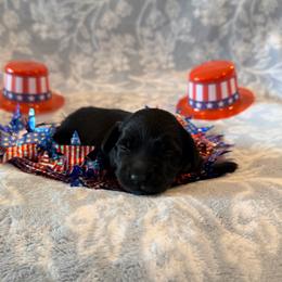 Birdie - Black and cream female Dachshund puppy in Guthrie, Kentucky from Triple T Dachshunds