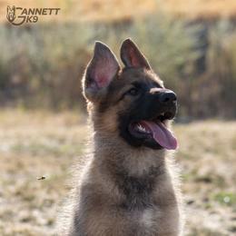 German Shepherd Puppies from vom Gannett