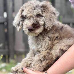 Toffee - Merle male Labradoodle puppy in Brownsville, Texas from The Doodle Crew