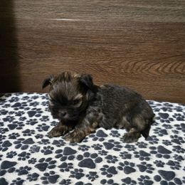 Boy 3 - Gold male Shih Tzu puppy in Meadows Of Dan, Virginia from Walt’s Shih Tzus