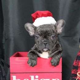 Boston Terriers, Chesapeake Bay Retrievers, and French Bulldogs from Stogdill's Baby Bullies