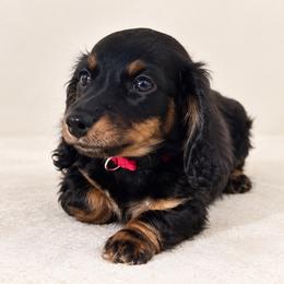 Penelope - Black and tan female Dachshund puppy in Boston, Massachusetts from London’s puppies