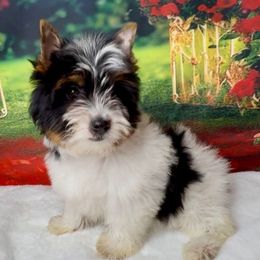 Biewer Terrier and Yorkshire Terrier Puppies from South Georgia Yorkies and Biewers