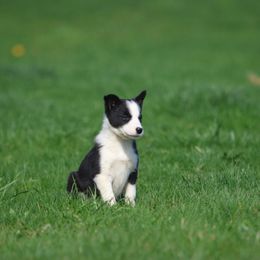 Girl 3 - Black and white Border Collie puppy in Cadiz, Ohio from Graham Livestock