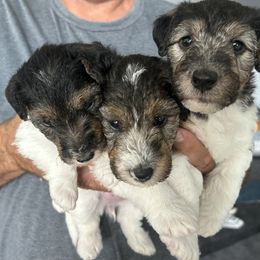 Wire Fox Terrier Puppies from Lisa Ellis