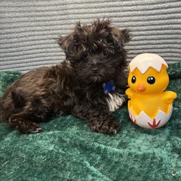 Bixby Creek-blue - Black male Havapoo puppy in Howard City, Michigan from Petite Joie Puppies