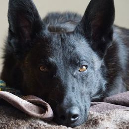 Dutch Shepherds from Terry Dairy's Dutch Shepherds