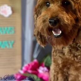 Roxy - Australian Labradoodle