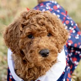 Judy - Red  female Poodle puppy in Grimsley, Tennessee from Above Standard Poodles