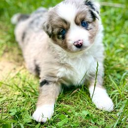 Miniature Australian Shepherd Puppies from Dusty Spring Australian Shepherds