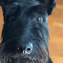 Scottish Terriers from TT&T Scotty’s