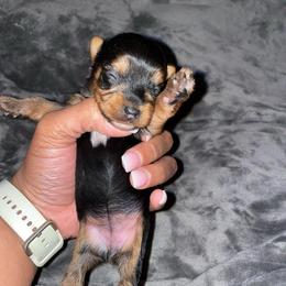 Girl 1 - Black and tan female Yorkshire Terrier puppy in Richland County, South Carolina from Nesha's Pawrific Tails