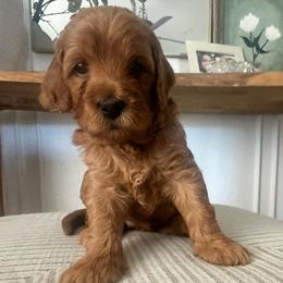 Tia - Red  female Goldendoodle puppy in Shingle Springs, California from Creamy Retrievers