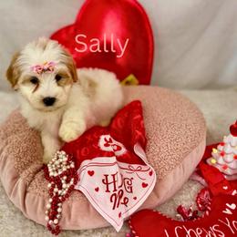 Sally - Red female Bernedoodle puppy in Wellsville, Kansas from Fancy Farm Manor Doodles