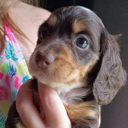 Rose - Piebald female Dachshund puppy in Harrison, Arkansas from Dachshunds on the Hill