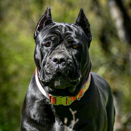 Randi - Cane Corso